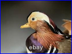 Taxidermie pour animaux en peluche, oiseau aquatique, oiseaux du bord de l'eau