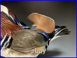 Taxidermie pour animaux en peluche, oiseau aquatique, oiseaux du bord de l'eau