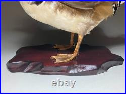 Taxidermie pour animaux en peluche, oiseau aquatique, oiseaux du bord de l'eau