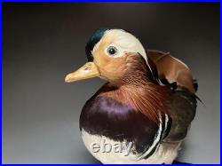 Taxidermie pour animaux en peluche, oiseau aquatique, oiseaux du bord de l'eau