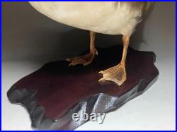 Taxidermie pour animaux en peluche, oiseau aquatique, oiseaux du bord de l'eau