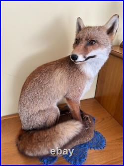 Taxidermie renard, bonne état