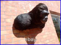 Taxidermie statue réplique trophée gorille Africain en résine et fausse fourrure