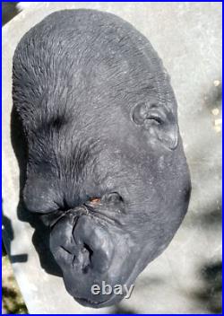 Taxidermie statue réplique trophée gorille mâle en résine