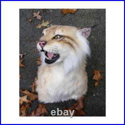 Taxidermie statue réplique trophée lynx en résine et fausse fourrure