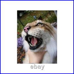 Taxidermie statue réplique trophée lynx en résine et fausse fourrure
