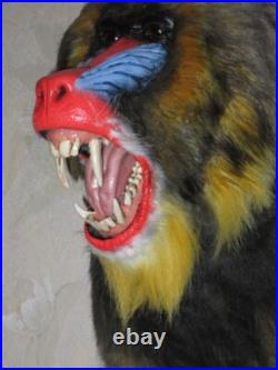 Taxidermie statue réplique trophée mandrill en résine et fausse fourrure