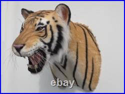 Taxidermie statue réplique trophée tigre du Bengal en résine et fausse fourrure