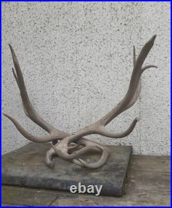 Taxidermie taxidermy porte buche en bois de Wapiti cerf