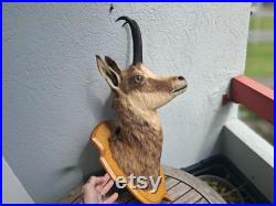Taxidermie tête de chamois Rupicapra rupicapra Taxidermie tête de chamois Rupicapra rupicapra