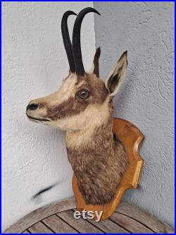 Taxidermie tête de chamois Rupicapra rupicapra Taxidermie tête de chamois Rupicapra rupicapra