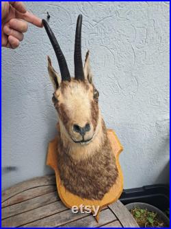 Taxidermie tête de chamois Rupicapra rupicapra Taxidermie tête de chamois Rupicapra rupicapra