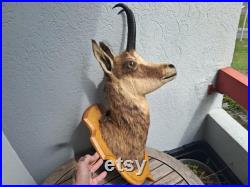 Taxidermie tête de chamois Rupicapra rupicapra Taxidermie tête de chamois Rupicapra rupicapra