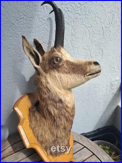 Taxidermie tête de chamois Rupicapra rupicapra Taxidermie tête de chamois Rupicapra rupicapra