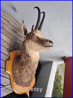 Taxidermie tête de chamois Rupicapra rupicapra Taxidermie tête de chamois Rupicapra rupicapra