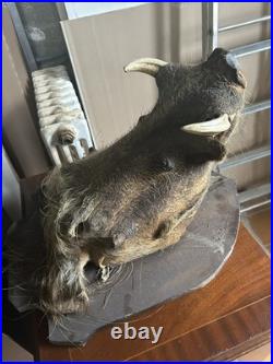 Taxidermie trophée de Phacochère