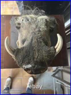 Taxidermie trophée de Phacochère