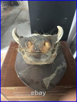 Taxidermie trophée de Phacochère
