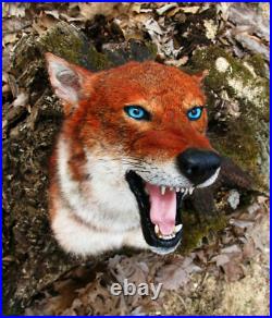 Taxidermie trophée reconsitution loup d'Abyssinie