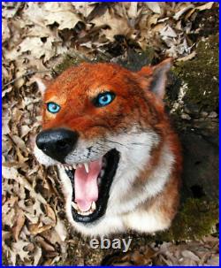 Taxidermie trophée reconsitution loup d'Abyssinie