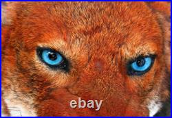 Taxidermie trophée reconsitution loup d'Abyssinie