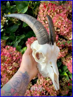 Taxidermie vrai crâne de Ram, chèvre, cornes