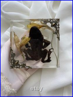 Taxidermied Princesse Grenouille