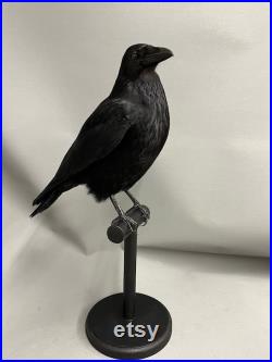 Taxidermy Crow Commissions Only s'il vous plaît envoyez-moi un message pour plus d'informations