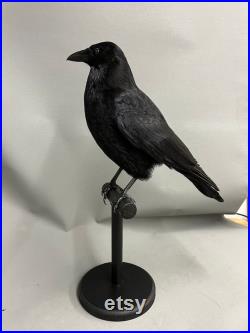 Taxidermy Crow Commissions Only s'il vous plaît envoyez-moi un message pour plus d'informations