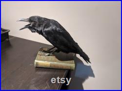 Taxidermy Crow (European crow ) real crow taxidermy, bird taxidermy
