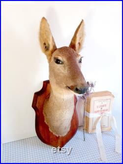Taxidermy Deer Head vintage ,hunting trophy,Mounted On Wood,Hunting Decoration Wall Mount,gift for hunter , rustic living room decoration