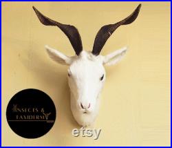 Taxidermy Goat- Real horn goat head wall decoration Handmade Taxidermy Wall Accessory