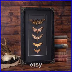 Taxidermy Moth Collection dans cadre de boîte de style baroque