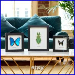Taxidermy Moth Collection dans cadre de boîte de style baroque