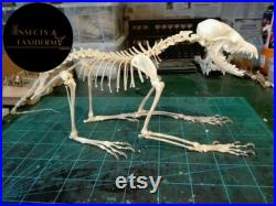 Taxidermy Real fox complete skull set, animal bones for crafts, home decoration, study collection samples