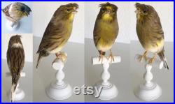 Taxidermy canary