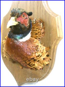 Tête De Faisan Naturalise Oiseau Taxidermie Trophee Cabinet De Curiosite