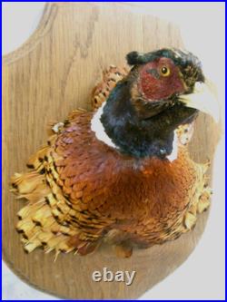 Tête De Faisan Naturalise Oiseau Taxidermie Trophee Cabinet De Curiosite