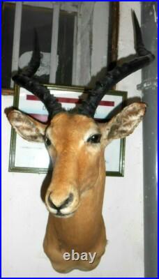 Tete TROPHÉE IMPALA TAXIDERMIE chasse INSOLITE CURIOSITÉ DECO taxidermy