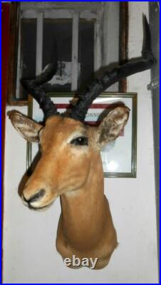 Tete TROPHÉE IMPALA TAXIDERMIE chasse INSOLITE CURIOSITÉ DECO taxidermy