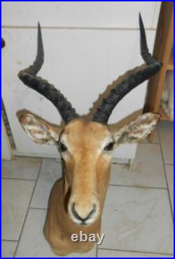 Tete TROPHÉE IMPALA TAXIDERMIE chasse INSOLITE CURIOSITÉ DECO taxidermy