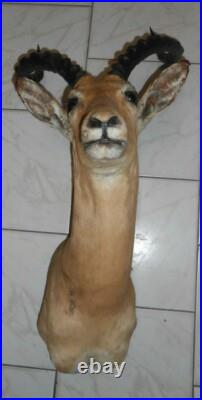 Tete TROPHÉE IMPALA TAXIDERMIE chasse INSOLITE CURIOSITÉ DECO taxidermy