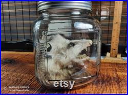 Tête d opossum humide Spécimen réel Spécimen humide Bocal en verre