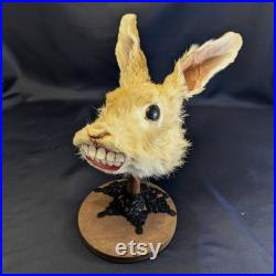 Tête de lapin de taxidermie avec dents humaines Silly Oddities Art Véritable tête de lapin tanné Piédestal Mont Wacky Bizarre Odd Taxidermy Art for Weirdos