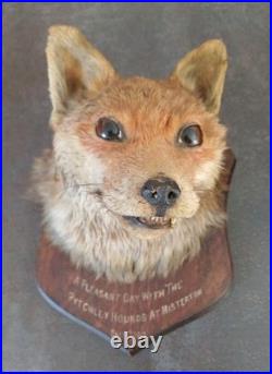 Tête de renard naturalisé (taxidermie)