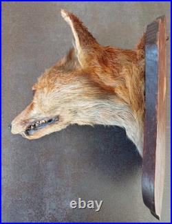 Tête de renard naturalisé (taxidermie)