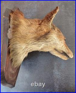 Tête de renard naturalisé (taxidermie)