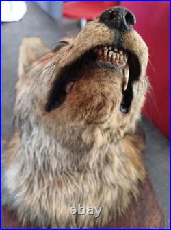 Tête de renard naturalisé (taxidermie)