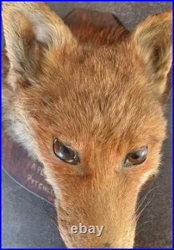 Tête de renard naturalisé (taxidermie)