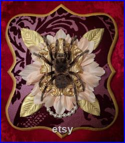 The Gilded Series Real and Taxidermy Tarantula Mounts